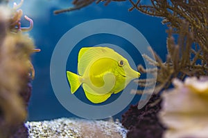 Ã¢â¬ËBubblesÃ¢â¬â¢ the yellow tang